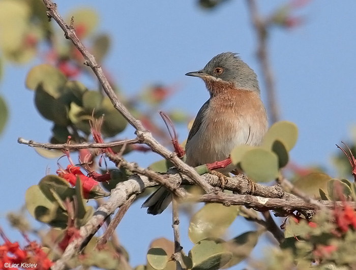  Subalpine Warbler  Sylvia cantillans Holand park,Eilat,march 2009.Lior Kislev                     